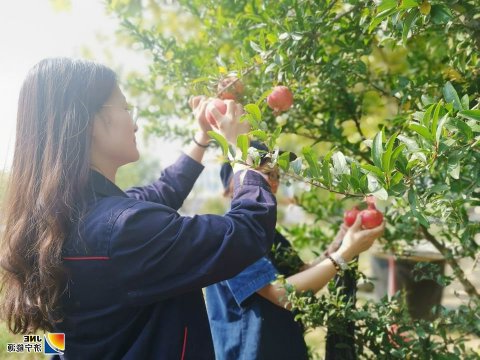 金桥煤矿石榴大丰收!